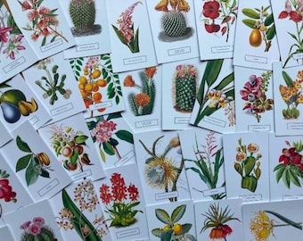 Botanical Postcards: New York Garden Art Prints - LUCKY DIP!
