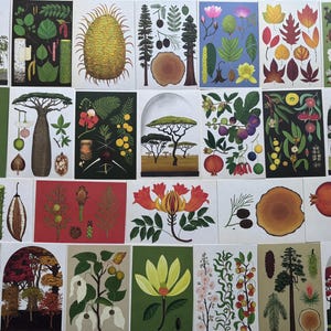May include: A series of botanical illustrations showcasing diverse plants, trees, and flowers. The artwork includes detailed depictions of leaves, fruits, and tree cross-sections, with a variety of colours and styles. The illustrations are arranged on individual cards.