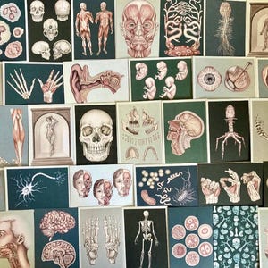 Cartão Postal Anatomicum: Mergulho da Sorte! Bem-vindo ao Museu: Cartões Postais Colecionáveis de Anatomia Humana | Escolha 5 ou 10 | Artesanato | Presentes | Curiosidades | Biologia