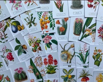 Botanische Postkarte MEGA Lucky Dip: New York Botanischer Garten Drucke| Wählen Sie 20 oder 50 | Kunstdrucke| Geschenke| Gallery Wall| Kunsthandwerk| Entwurf