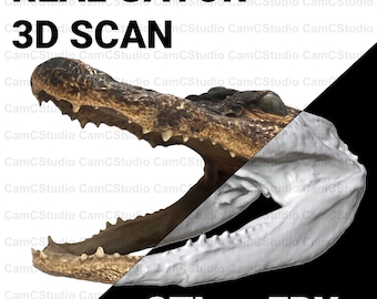 Archivo de impresión 3D de cabeza de caimán real STL + FBX Paquete de modelos 3D escaneados a partir de fotos para impresión 3D Descarga digital instantánea