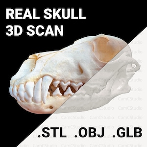 コヨーテ動物の頭蓋骨3Dプリントファイル リアル3D写真スキャン STL + obj + glb バンドルパック インスタントデジタルダウンロード