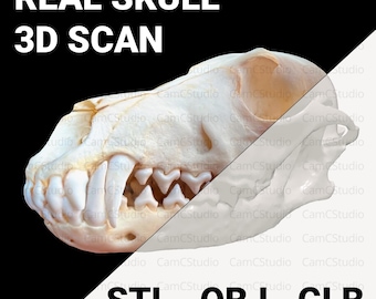 Archivo de impresión 3D de cráneo de coyote real STL + obj + glb Paquete completo Escaneo fotográfico 3D Huesos de animales Descarga digital instantánea