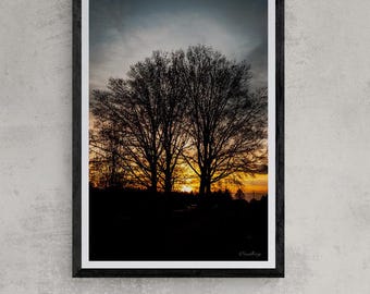 Longwood Gardens Sunset Fine Art Print, Pennsylvania Tree Silhouette Nature Photography Wall Art