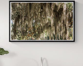 Bonaventure Cemetery Spanish Moss Fine Art Print, Savannah Georgia Southern Nature Photography