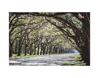 Wormsloe Historic Site Fine Art Print, Savannah Georgia Oak Avenue Spanish Moss Photography