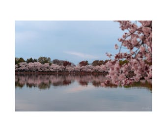 May include: A tranquil waterscape showing a line of cherry trees in full bloom, their pink flowers reflected in the water. The sky is a soft blue. A peaceful spring scene is captured in this image.