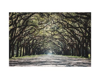 Wormsloe Oak Avenue Print Savannah Georgia Live Oak Tunnel Wall Art