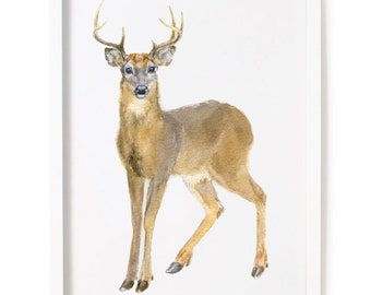 Watercolor Stag Deer Art Print