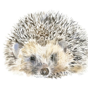 Hedgehog Art Print, Watercolour Animal Giclee Print image 3