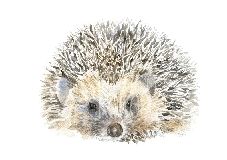 Hedgehog Art Print, Watercolour Animal Giclee Print image 3