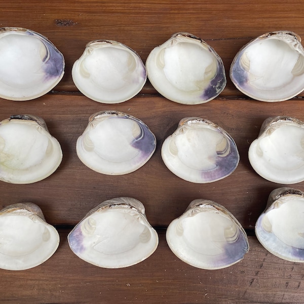 1 Dozen Large Clam Shells | Northern Quahog | Wampum | for crafts, weddings and decor