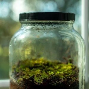 Closed Moss Terrarium – Sealed Glass Jar, Low-Maintenance Ecosystem