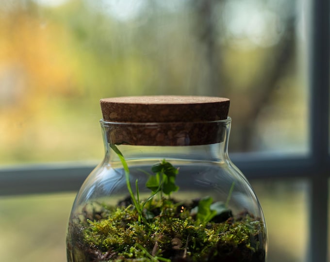 Small Live Moss Terrarium: Closed Glass Jar with Cork Lid