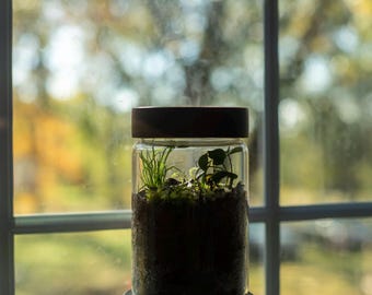 "Geschlossenes Bodenterrarium im ""Bottle Garden"" im hohen Glas mit Premium Bambusdeckel"