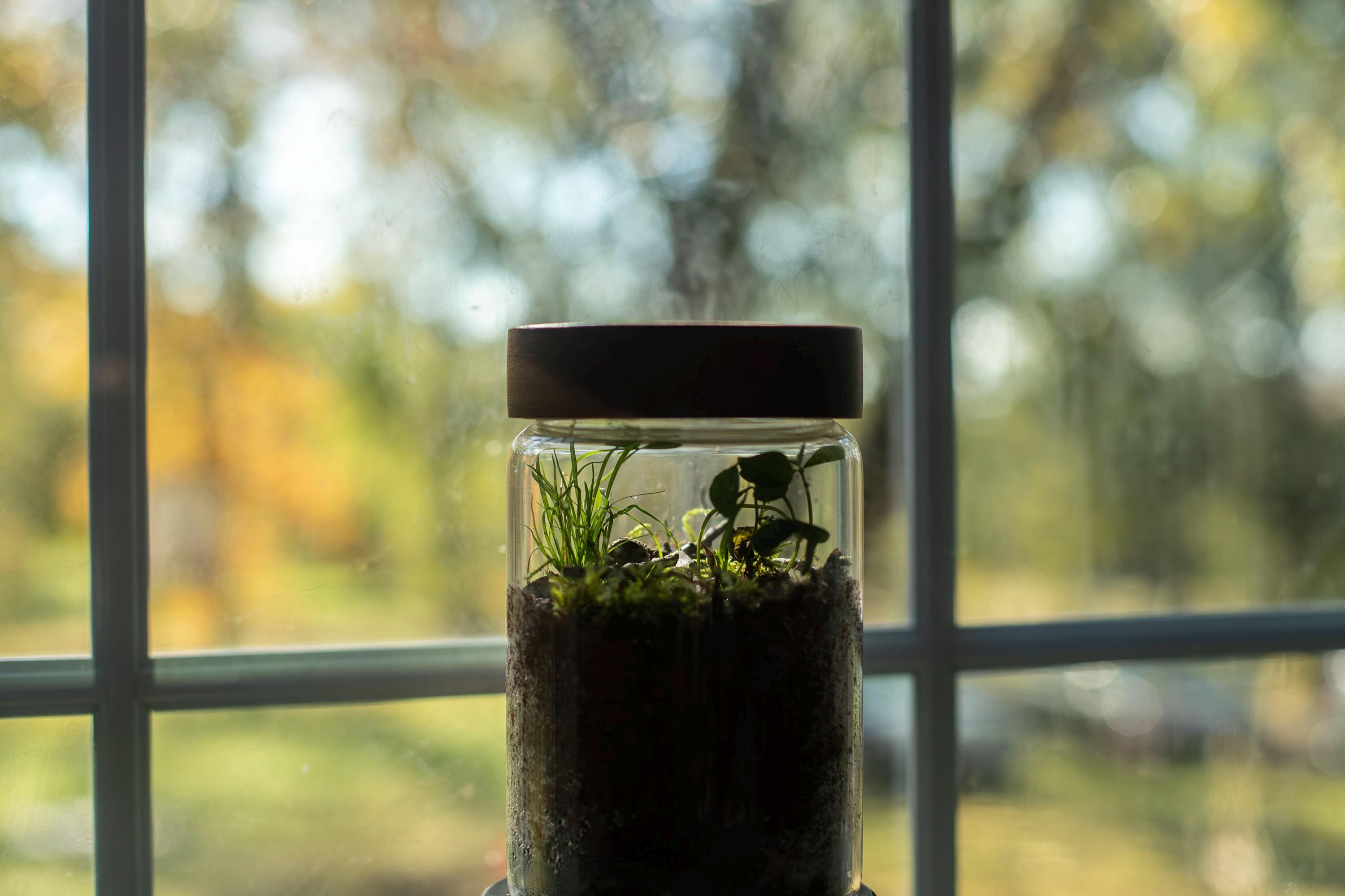 Bamboo terrarium - Etsy sterreich