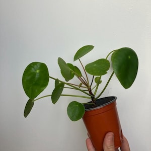 May include: A Pilea peperomioides plant, or Chinese money plant, in a small brown pot. The plant has bright green, circular leaves and reddish-brown stems. The pot is held against a plain white wall. The plant is a popular houseplant.