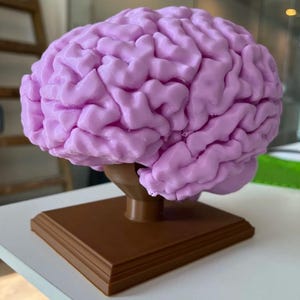 May include: A light purple brain model with detailed surface features, mounted on a brown stand. The model is a realistic representation of the human brain, showcasing its intricate folds and overall shape. The stand is square and has a layered design.