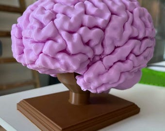 Cerveau humain pleine taille | Éducation médicale à lobes divisés magnétisée en scanographie IRM imprimée en 3D