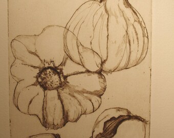 Original fine Art Etching Anatomy of a garlic