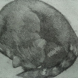 May include: A detailed pencil drawing of a curled-up cat, rendered in shades of grey. The cat's body is a rounded shape, with its head tucked in and its tail wrapped around its body. The fur texture is visible.