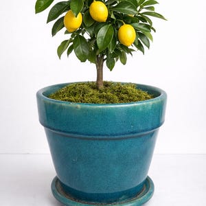 May include: A small lemon tree in a teal ceramic pot. The tree has green leaves and several ripe yellow lemons. The pot sits on a matching saucer. The plant is a vibrant addition to any home.