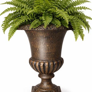 May include: A bronze-colored urn-shaped planter with a square base, holding a lush arrangement of green ferns. The planter has a detailed, textured surface and a decorative rim. The overall design is classic and elegant.
