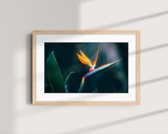 Tropical Botanical Wall Art | Colorful Bird of Paradise Flower Print