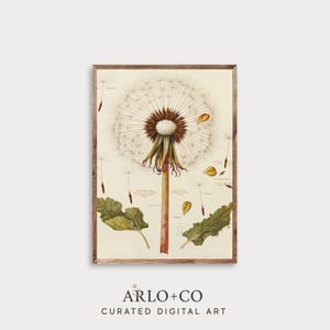Puede incluir: Una impresión botánica enmarcada que presenta una ilustración detallada de una cabeza de semilla de diente de león. La obra de arte muestra la estructura de la planta, incluyendo la cabeza de la semilla, el tallo, las hojas y las semillas desprendidas. La impresión tiene una estética vintage con una paleta de colores neutros y el texto "ARLO + CO CURATED DIGITAL ART".