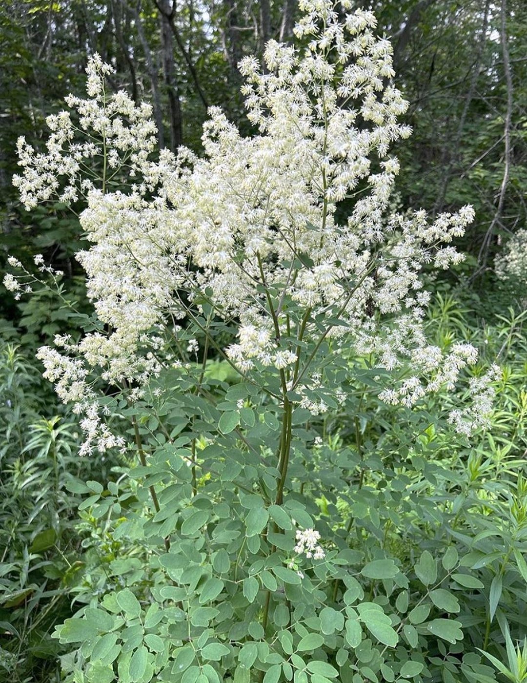 Purple Meadow Rue Live Plant - Native Perennial for Shade, Pollinators ...