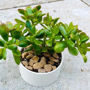 Crassula Ovata Golum Jade
