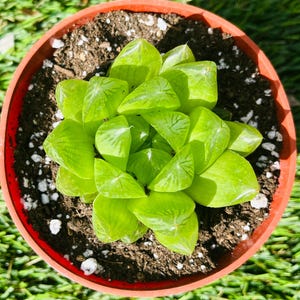 Haworthia Cuspidata
