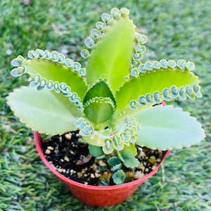 Kalanchoe Hortagel