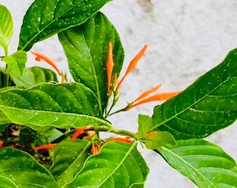 muicle plant