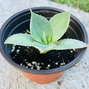 May include: A small agave plant with pale green leaves and spiky edges, potted in a brown and black plastic container. The plant is centered in the frame, with the pot filled with dark soil and small white pebbles. The background is a blurred concrete surface.