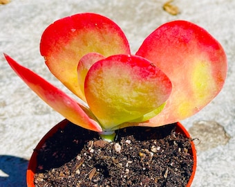 Flapjack Suculent / Kalanchoe Luciae