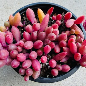 May include: A potted succulent plant featuring numerous plump, rounded, and elongated leaves in vibrant shades of magenta, deep pink, and orange-yellow. The plant is densely packed within a round black plastic container filled with dark potting soil.