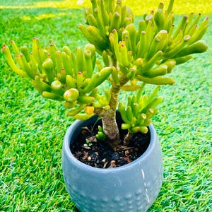 Crassula Ovata Gollum Jade