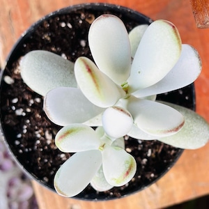 Cotyledon Orbiculata