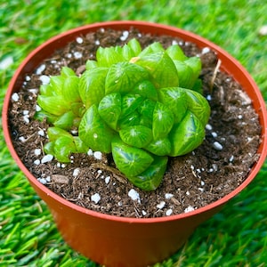 Haworthia Cymbiformis Obtusa