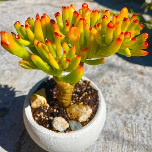 Crassula Ovata Gollum Jade