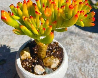 Crassula Ovata Gollum Jade