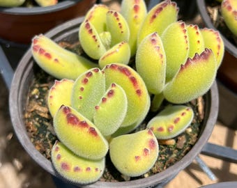 May include: A close-up of a succulent plant with green, fuzzy leaves and red edges. The plant is in a small, black pot.