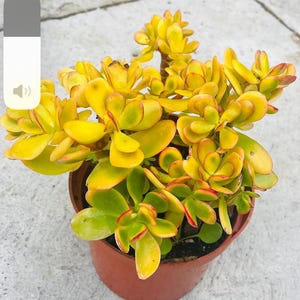 Crassula Ovata Variegata