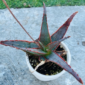 Purple Aloe - Etsy