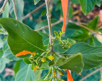 Muicle Plant