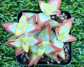Crassula Rupestris Rosary Vine Unique Collection Live Crassula Succulent  Easy to Grow Indoor House Plant - Etsy