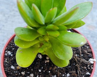 Crassula Swaziensis