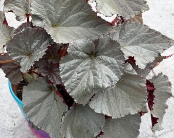 Begonia Rex (Silver Begonia)