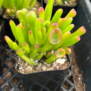 Crassula ovata